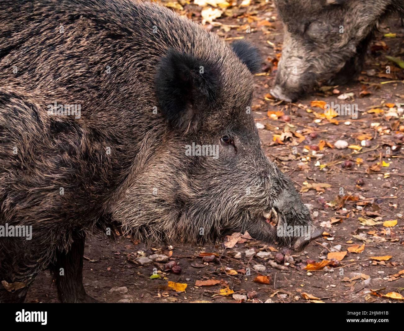 portrait of a wild boar, in autumn Stock Photo