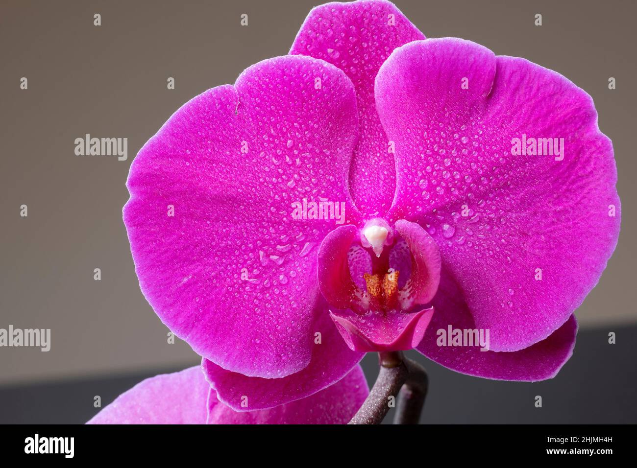 A capture of purple orchid flowers. Stock Photo