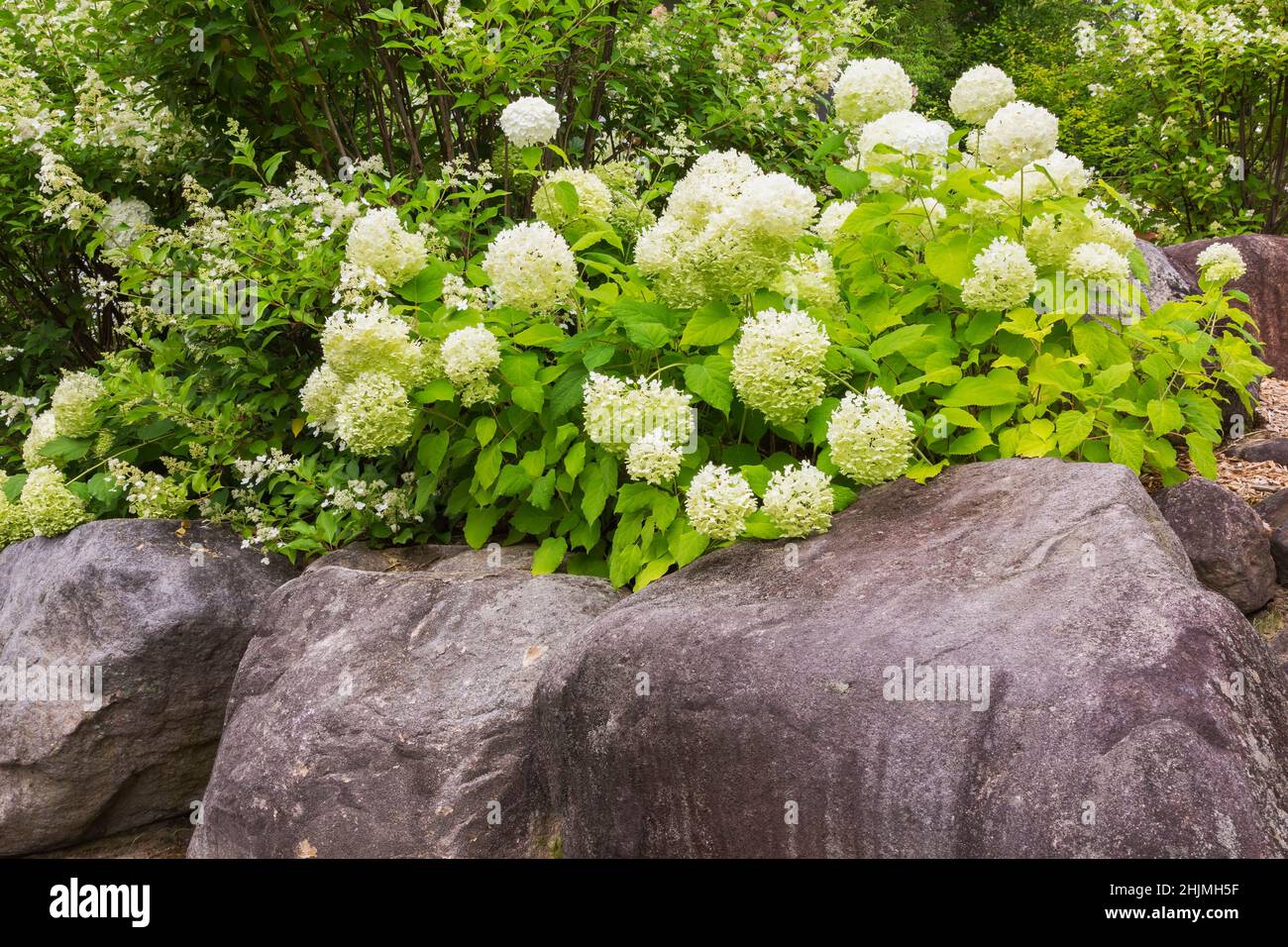 Hydrangea arborescens 'Annabelle' shrub in raised rock edged border in backyard garden in summer. Stock Photo