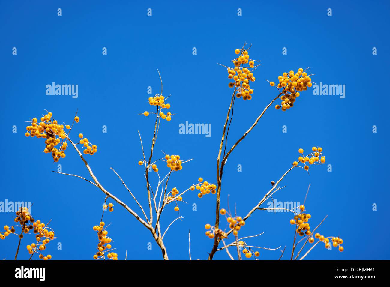 Close up shot of mature Sapindus saponaria fruits haning on the tree at Oklahoma Stock Photo