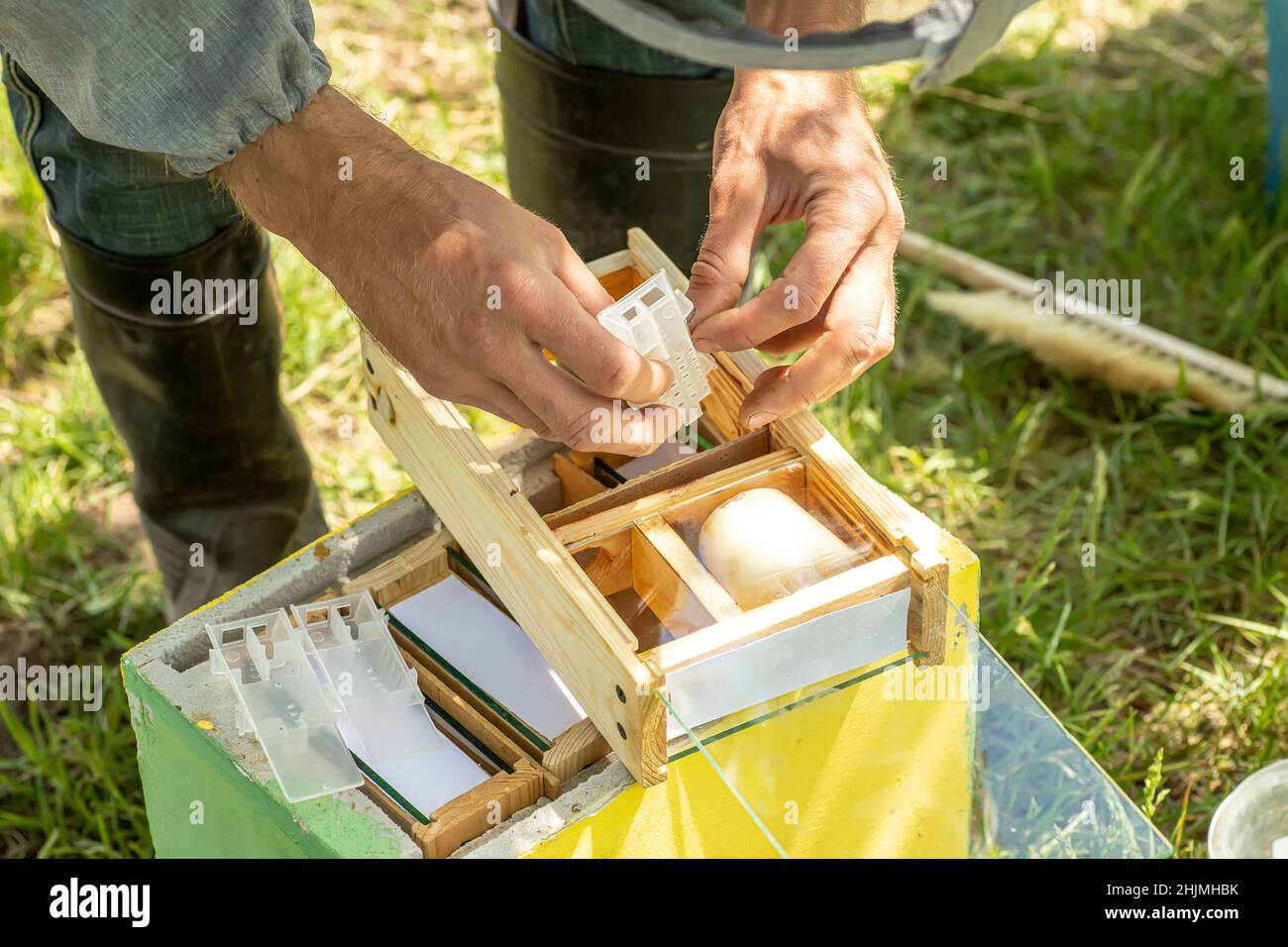 Beekeeper holding a small Nucleus with a young queen bee. Breeding of