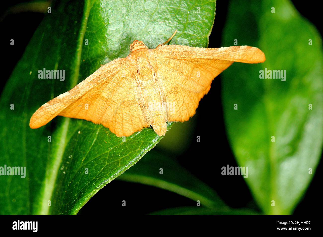 Muehlenbeckia stem gall moth (Morova subfasciata) Stock Photo