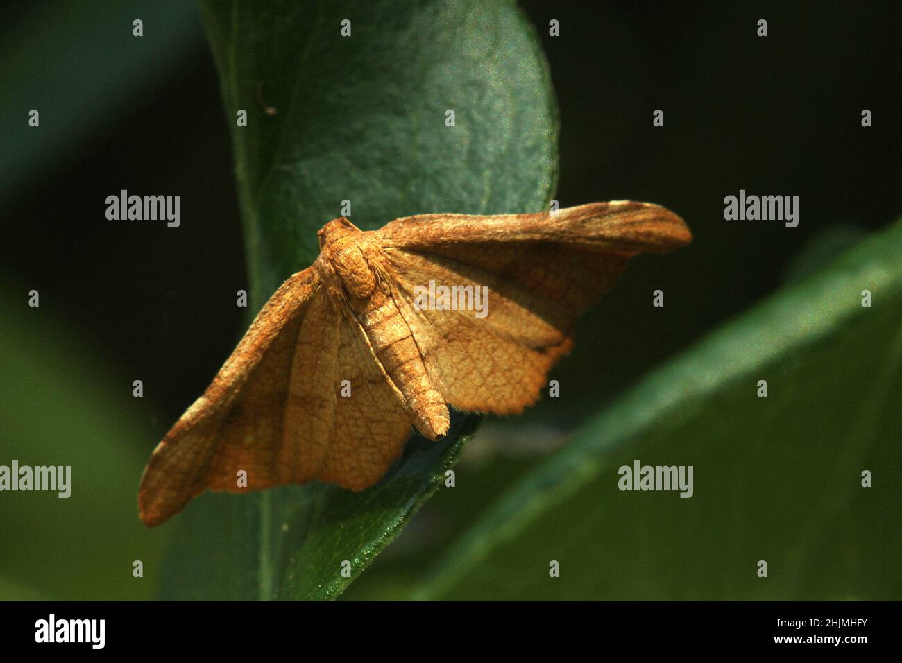 Muehlenbeckia stem gall moth (Morova subfasciata) Stock Photo