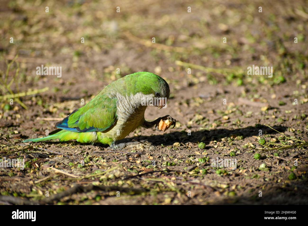 monk parakeet (myiopsitta monachus), or quaker parrot, feeding on the ground in a public park in Buenos Aires Stock Photo