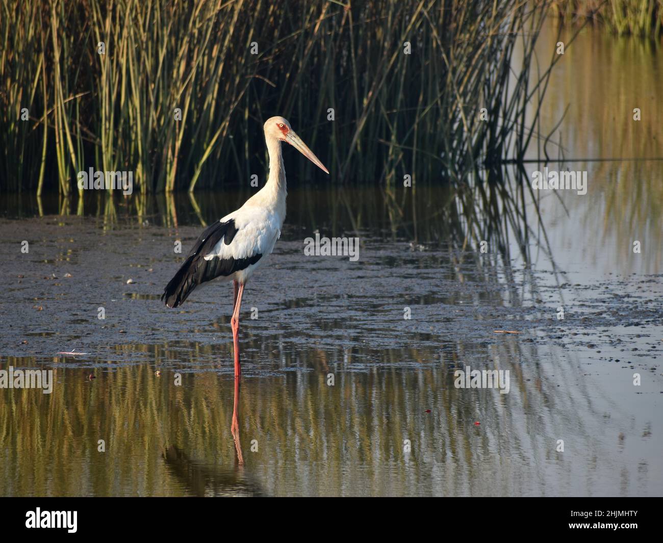 maguari stork (Ciconia maguari) in a lake near Navarro, Argentina Stock Photo