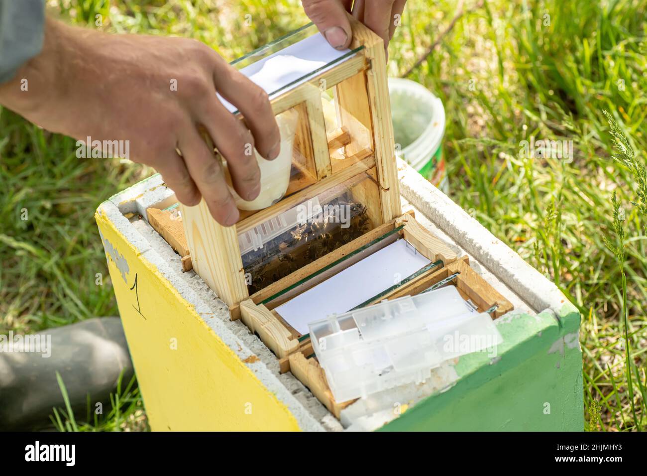 Beekeeper holding a small Nucleus with a young queen bee. Breeding of queen bees. Beeholes with honeycombs. Preparation for artificial insemination be Stock Photo