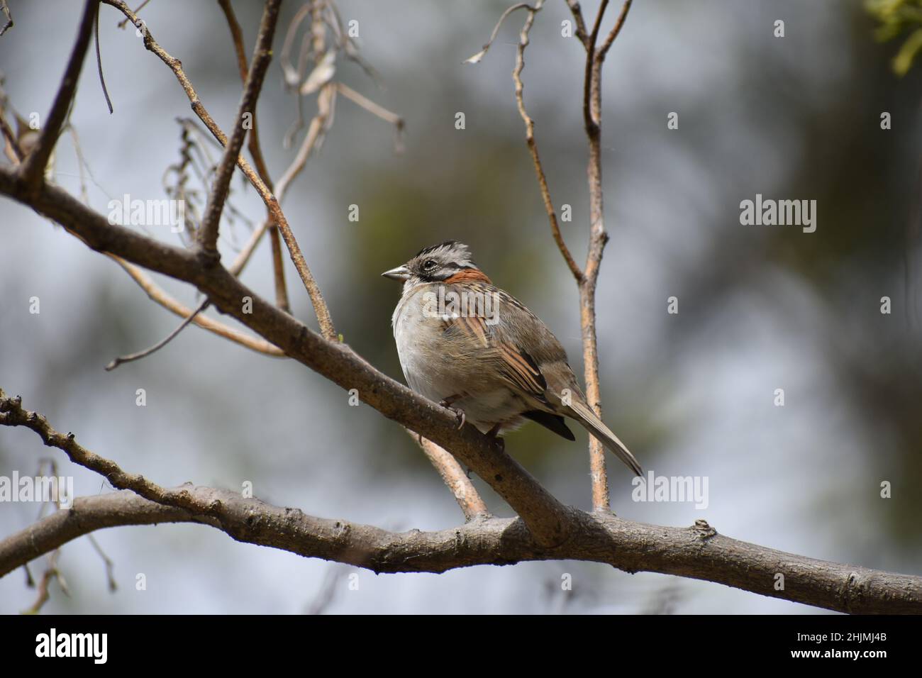 rufous-collared sparrow or Andean sparrow (Zonotrichia capensis) singing Stock Photo