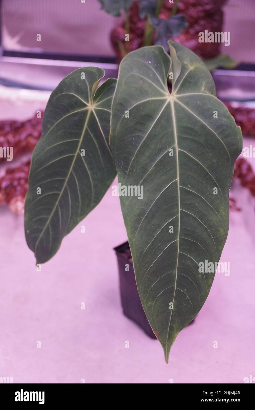 Beautiful velvety leaf of Anthurium Angamarcanum, a rare tropical plant  Stock Photo - Alamy