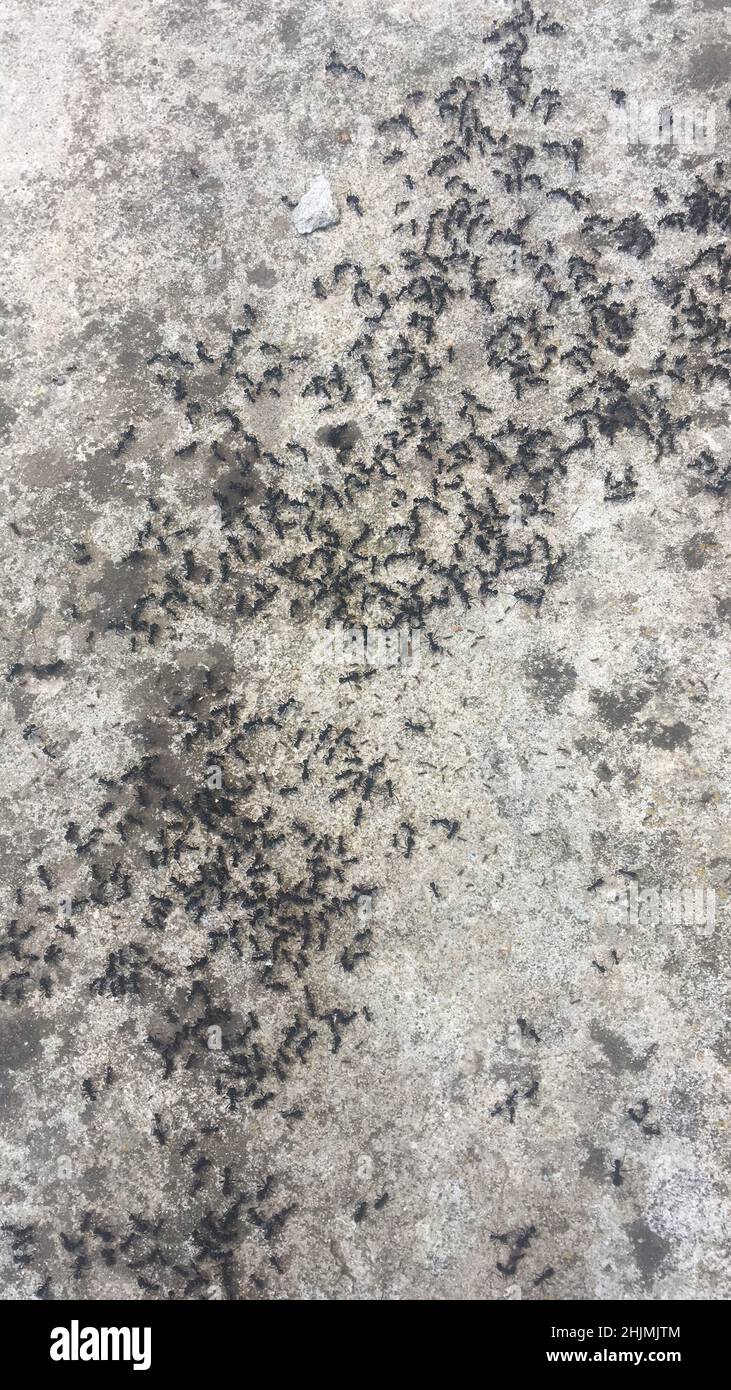 Massive Colony of Black Ants Swarming on Rough Concrete Ground Stock Photo