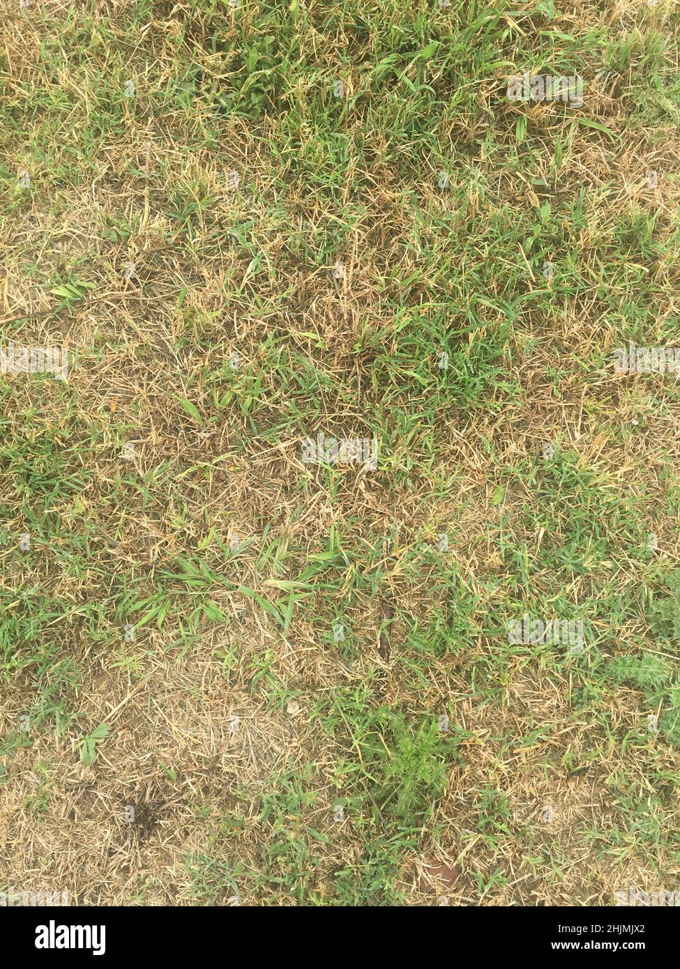 Green grass texture hi-res stock photography and images - Alamy