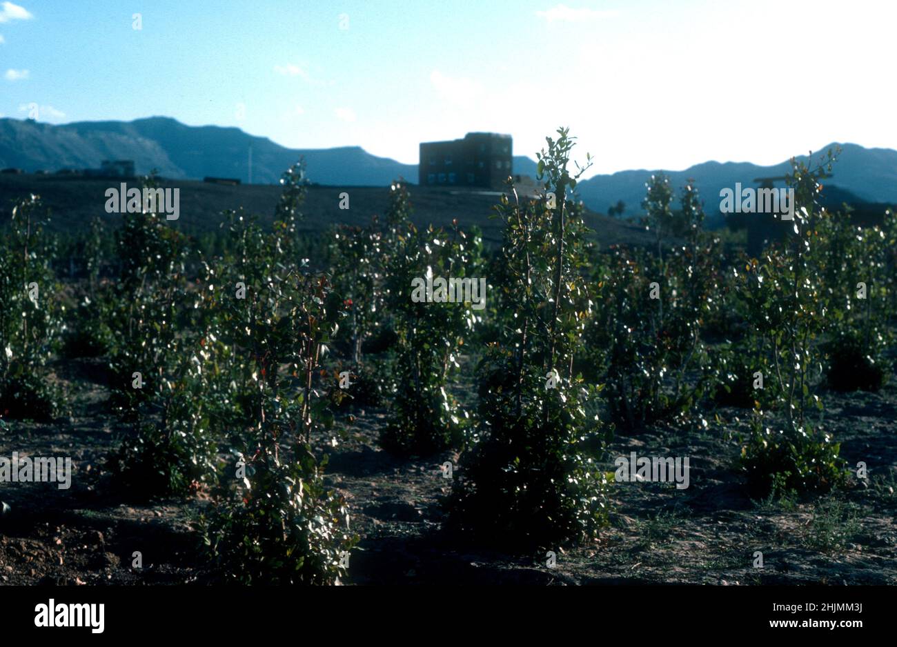 Qat shrubs growing on the central plateau of North Yemen 1980 Stock Photo