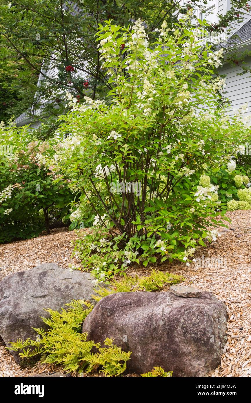 Hydrangea arborescens 'Annabelle', and paniculata shrubs, Pteridophyta