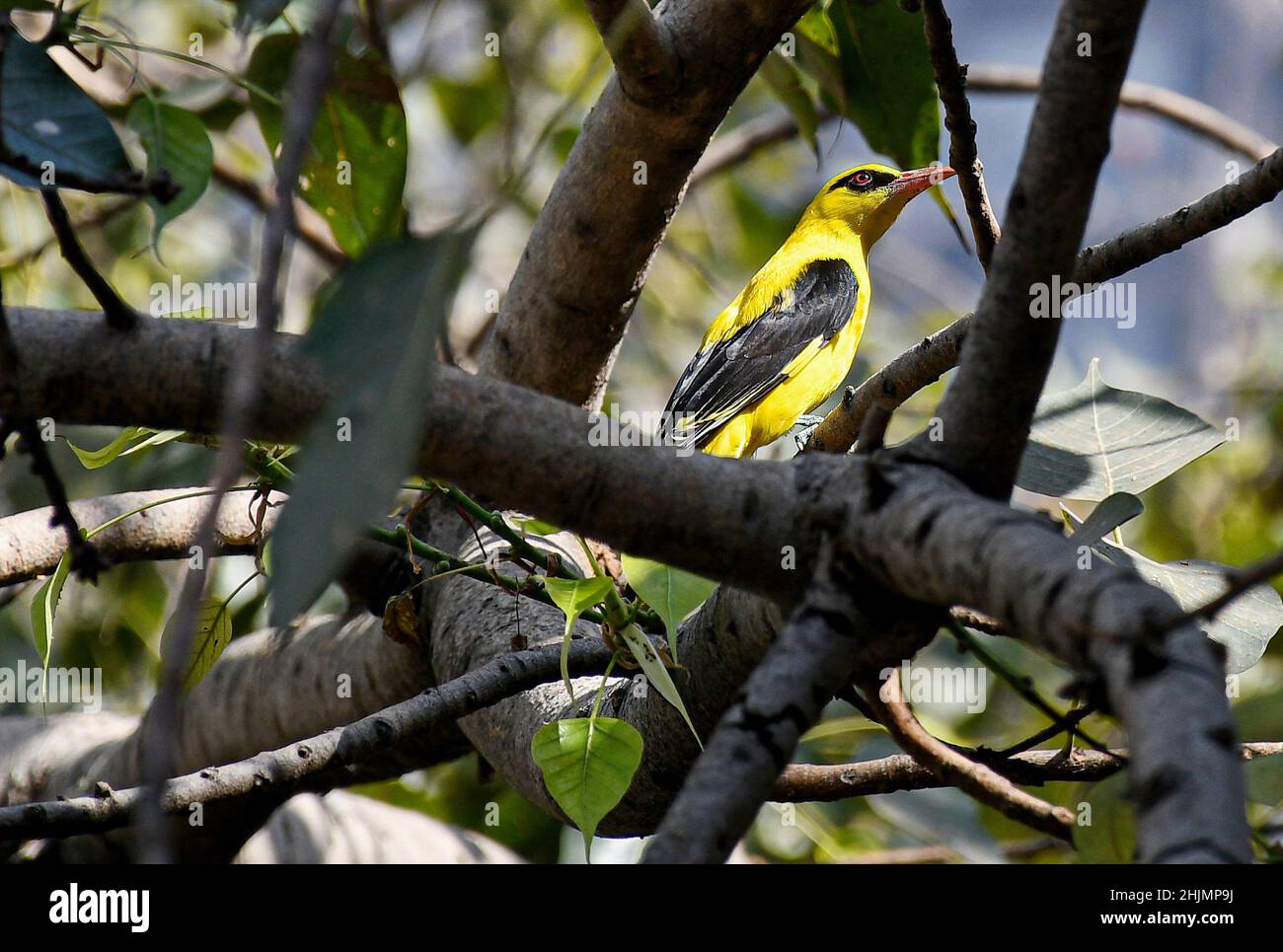 Indian Golden Oriole, Was lucky to get clear shots of a mal…