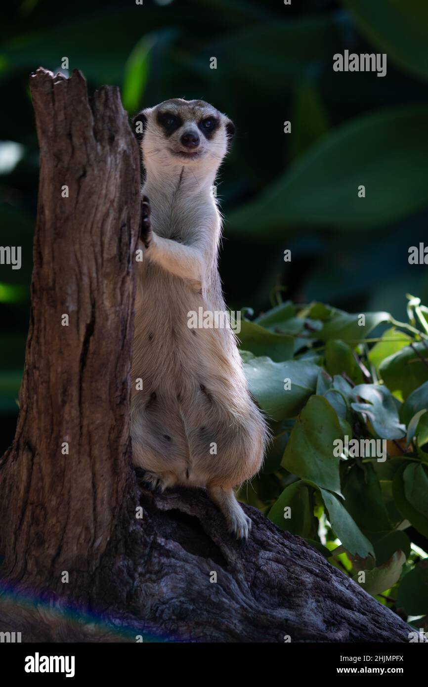 Meerkat leaning against a log, on guard. Taken at Melbourne Zoo, Australia. Stock Photo