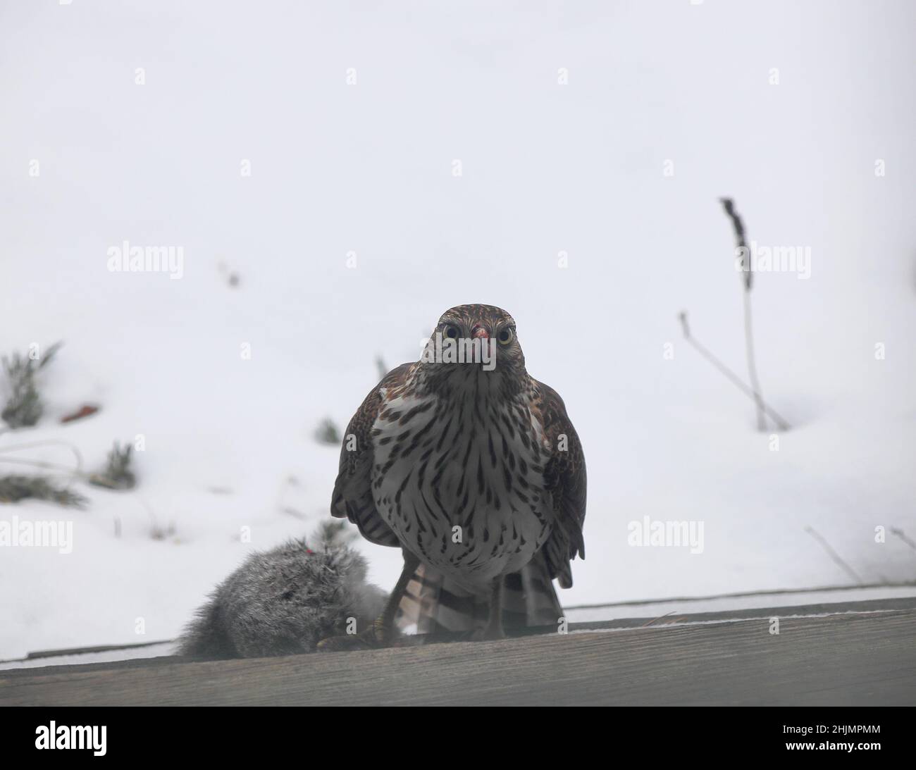 Hawk looking straight standing on wood stoop with foot on squirrel prey, (Warning: traces of squirrel blood and guts on its forehead.) Stock Photo
