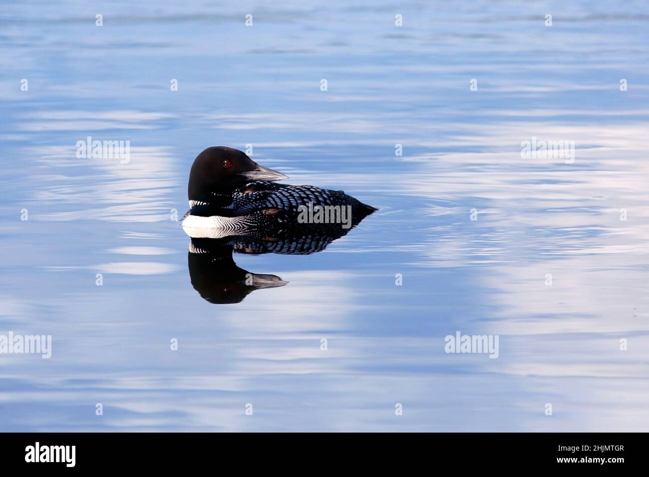 Common Loon floating on calm blue lake, reflection on  water. Stock Photo