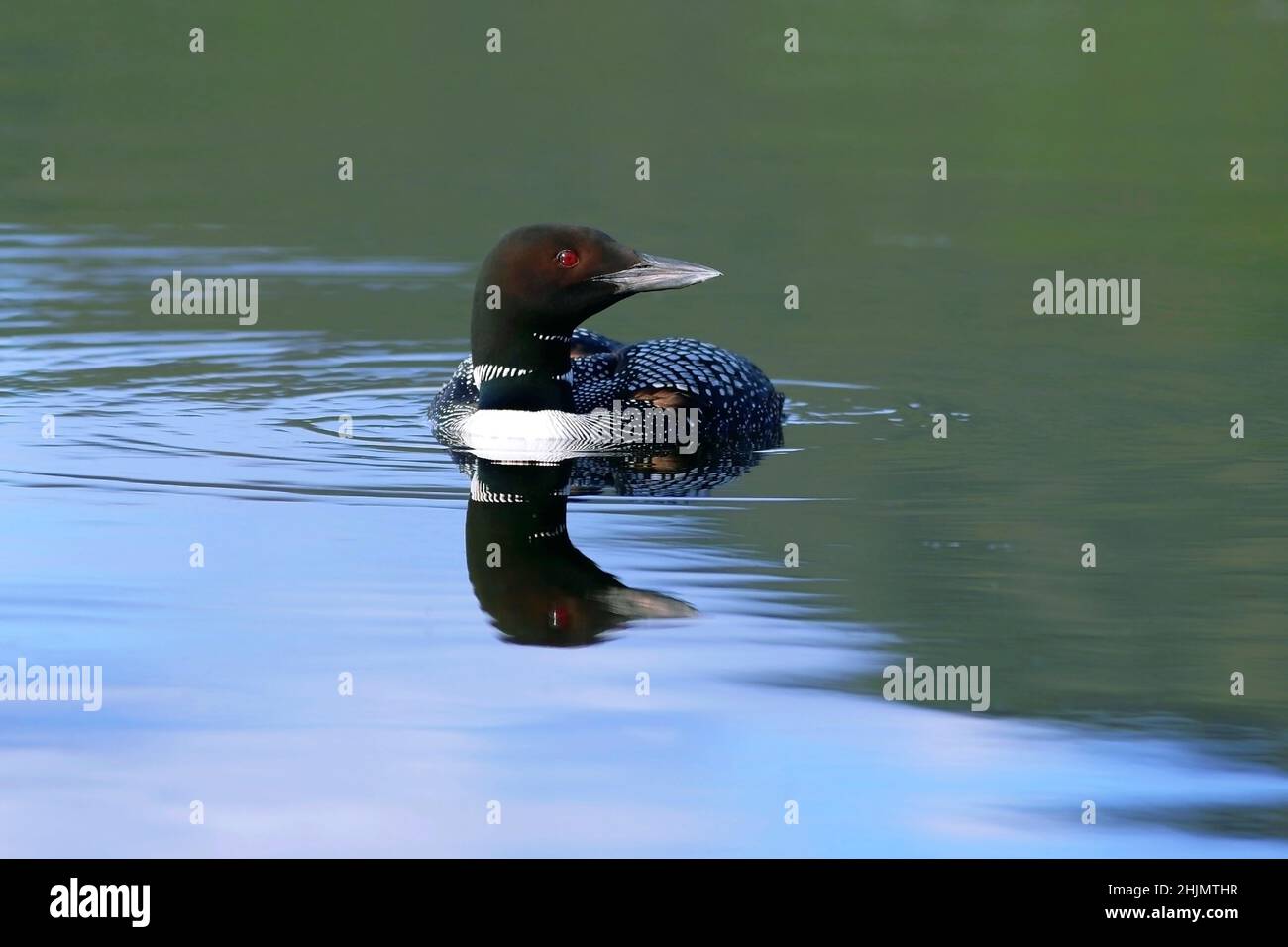 Common Loon swimming in lake , looking, alert, head reflecting in water. Stock Photo