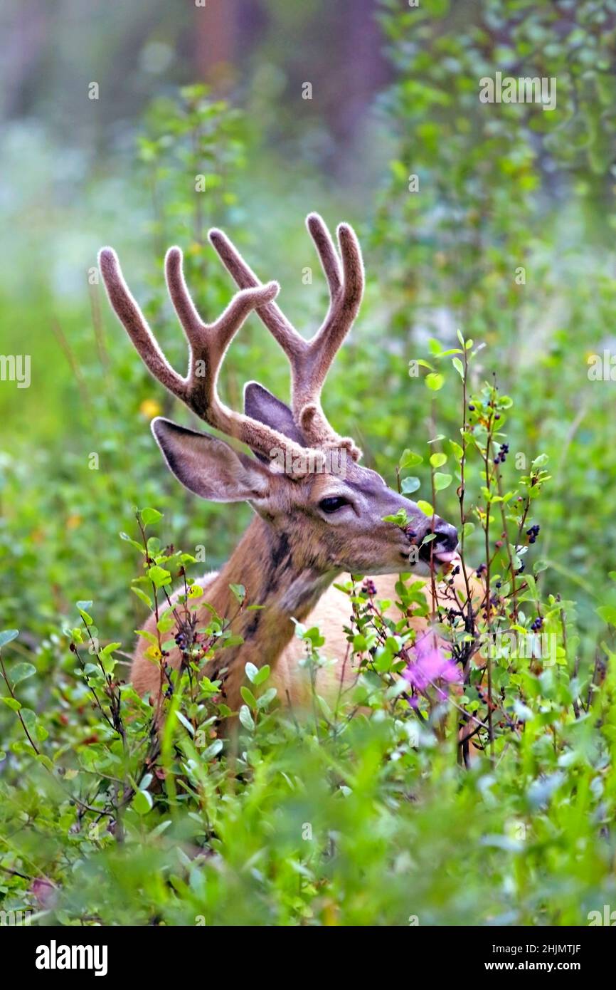 Mule Deer Buck with large Antlers in velvet feeding on Service berries. Stock Photo