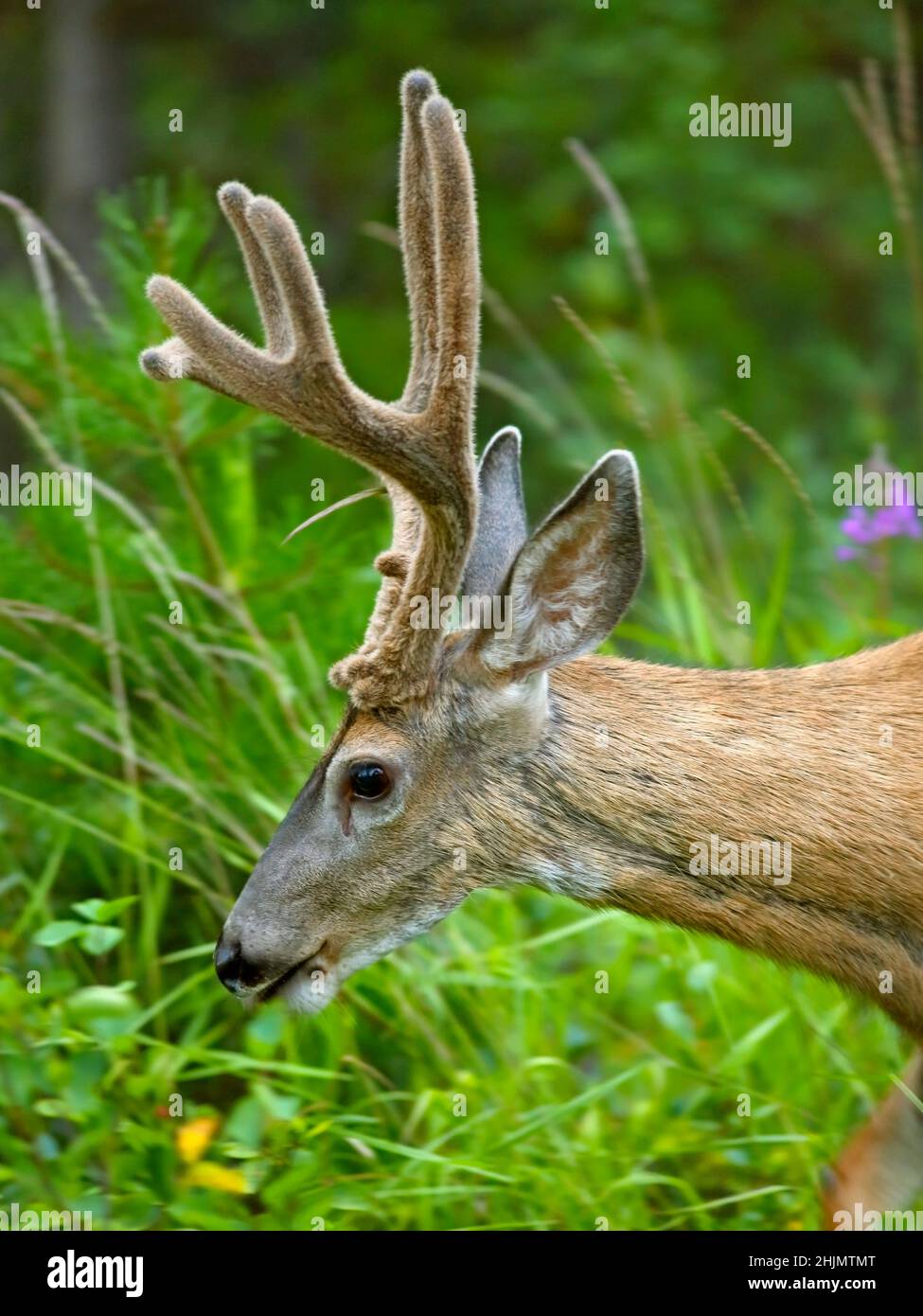 Headshot of nice Mule Deer Buck with Velvet Antlers, walking in high brush at edgfe of forest. Stock Photo