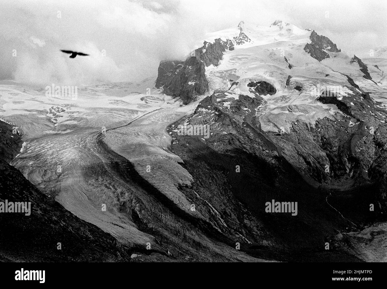Black and white photograph of an eagle flying over Gornergletscher glacier and the mountain Monte Rosa, Zermatt, Swiss Alps, Switzerland, Europe, 2009. Stock Photo