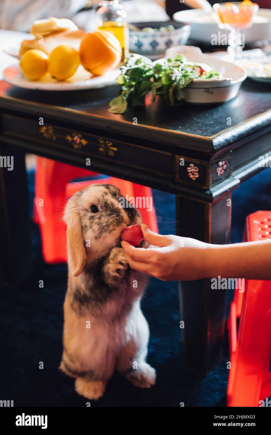 Feeding a radish to a pet bunny rabbit under the table Stock Photo Alamy