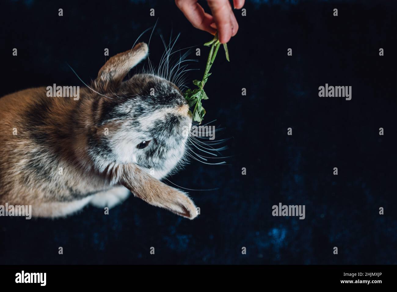 domestic bunny rabbit eating nibbling on radish tops Stock Photo
