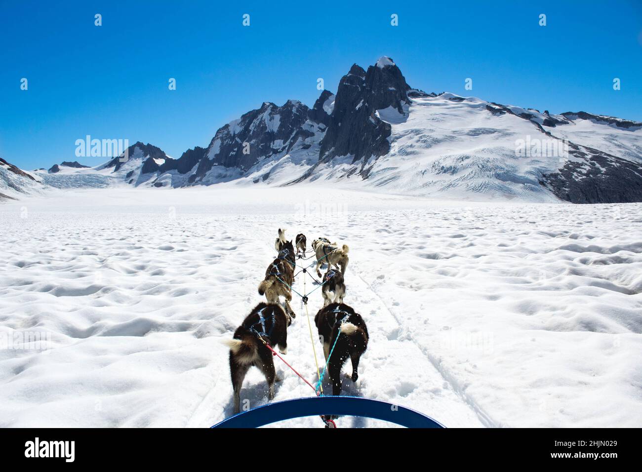 Alaskan sled dogs Stock Photo