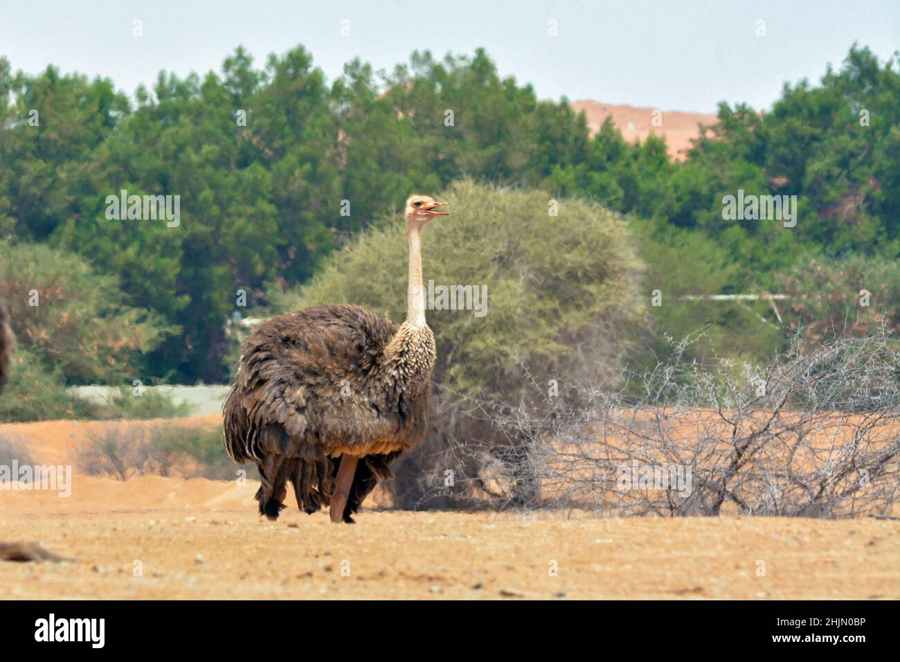 Common ostrich female Stock Photo