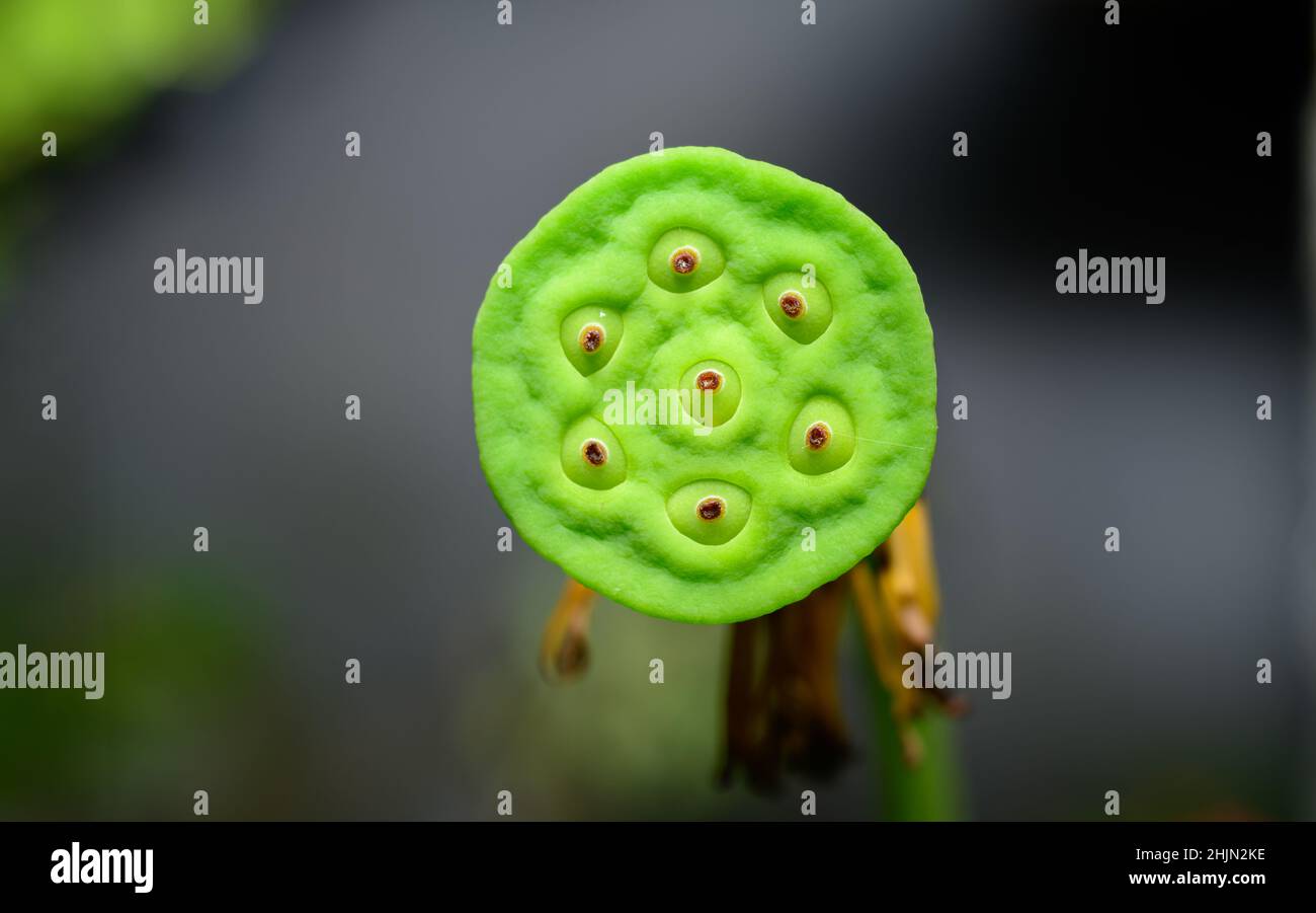 Lotus seed pod close-up macro photograph, seven Lotus nuts in the green lotus pod, isolated against a soft blurry background front view. Nuts are rich Stock Photo