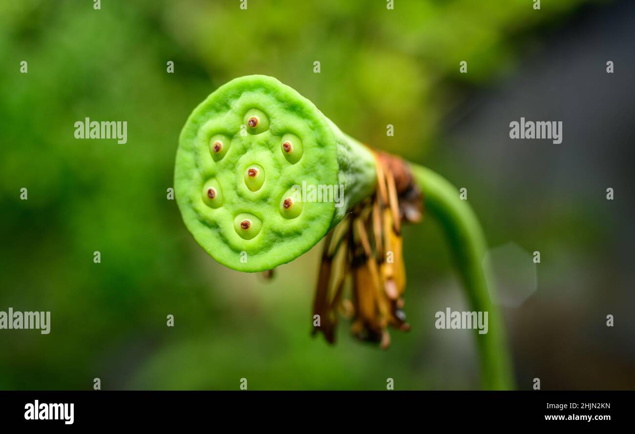 Lotus seed pod close-up macro photograph, seven Lotus nuts in the lotus pod, isolated against a soft blurry background. Lotus seeds are rich in Protei Stock Photo
