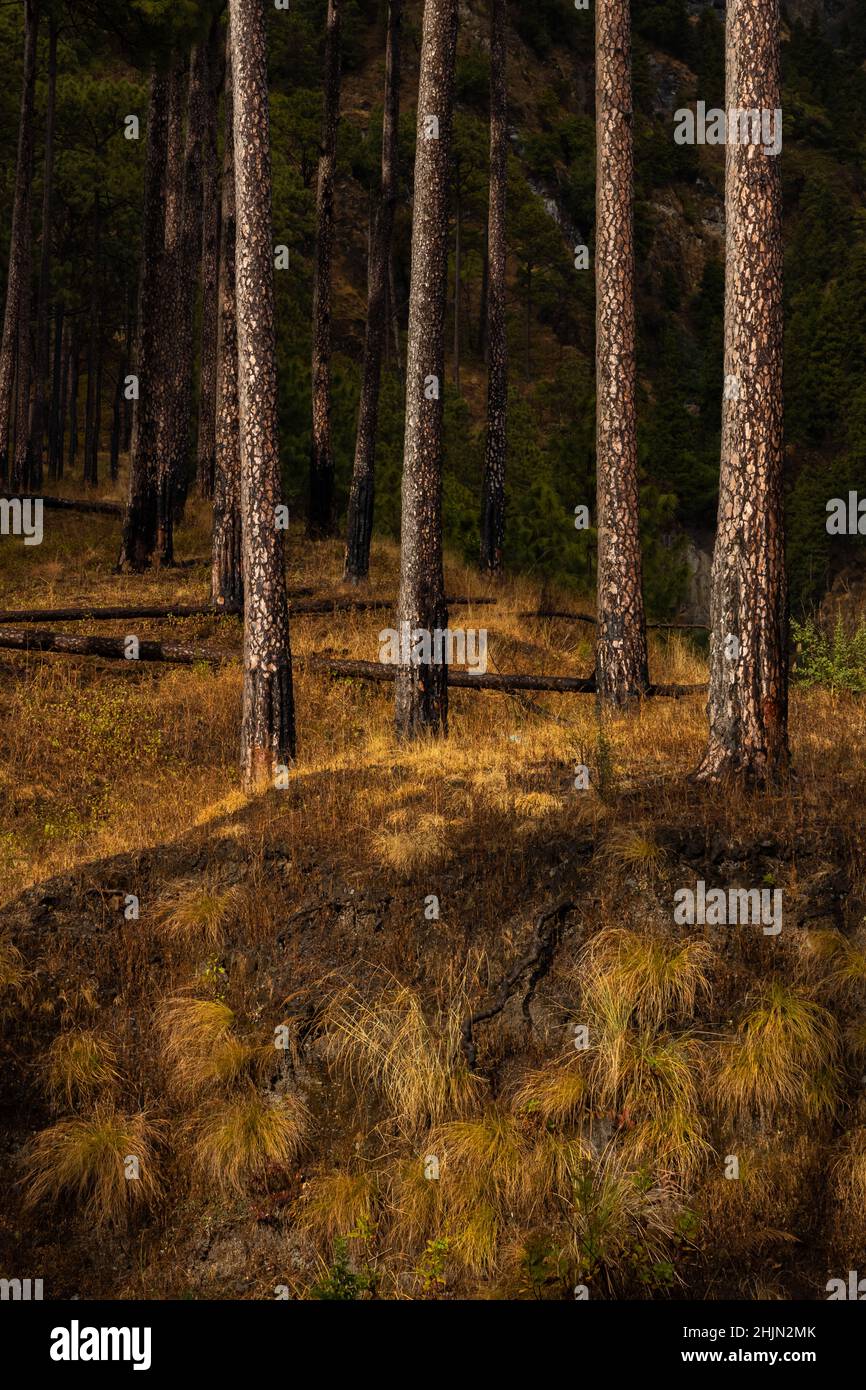 A wide view of pine trees standing straight with dry undergrowth during autumn season Stock Photo
