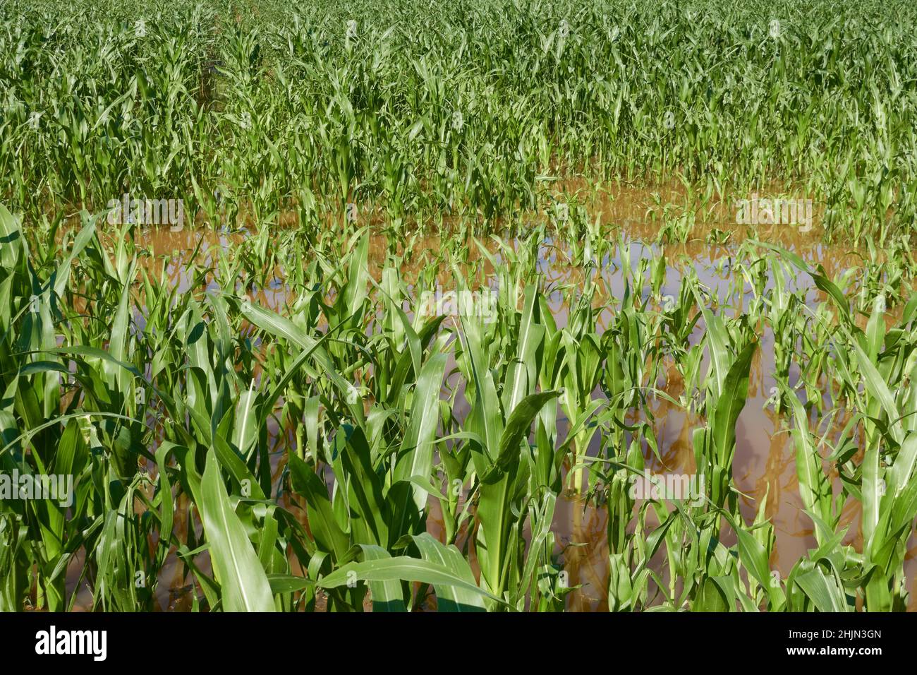 Flooded cornfield after storm surge. Green crop plants in brown water. Pattern. High angle view. Stock Photo