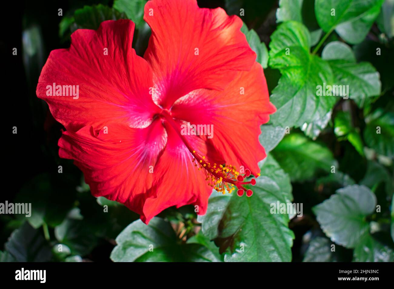 Large, red, hibiscus flower on a blurred background of green leaves, grown indoors, with emphasis and focus on the flower's stamen -07 Stock Photo