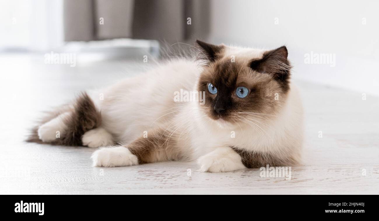 Ragdoll cat portrait Stock Photo - Alamy