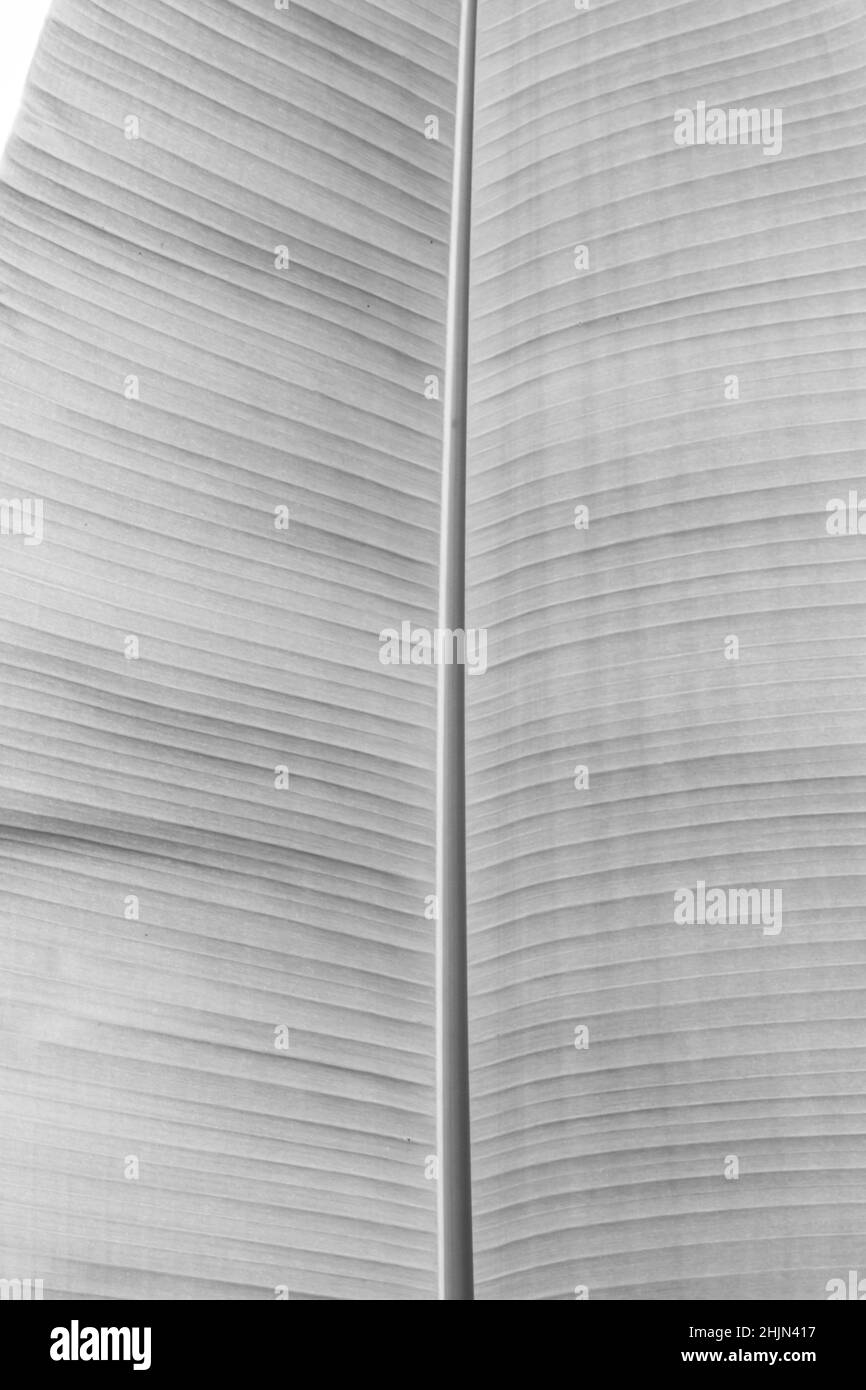 Black and White Texture background of backlight fresh from green Leaf background Stock Photo