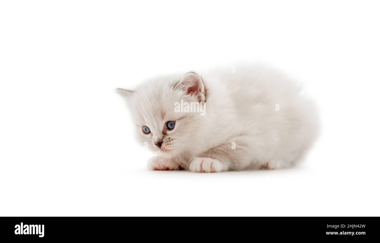 Ragdoll cat kitten isolated on white background Stock Photo - Alamy