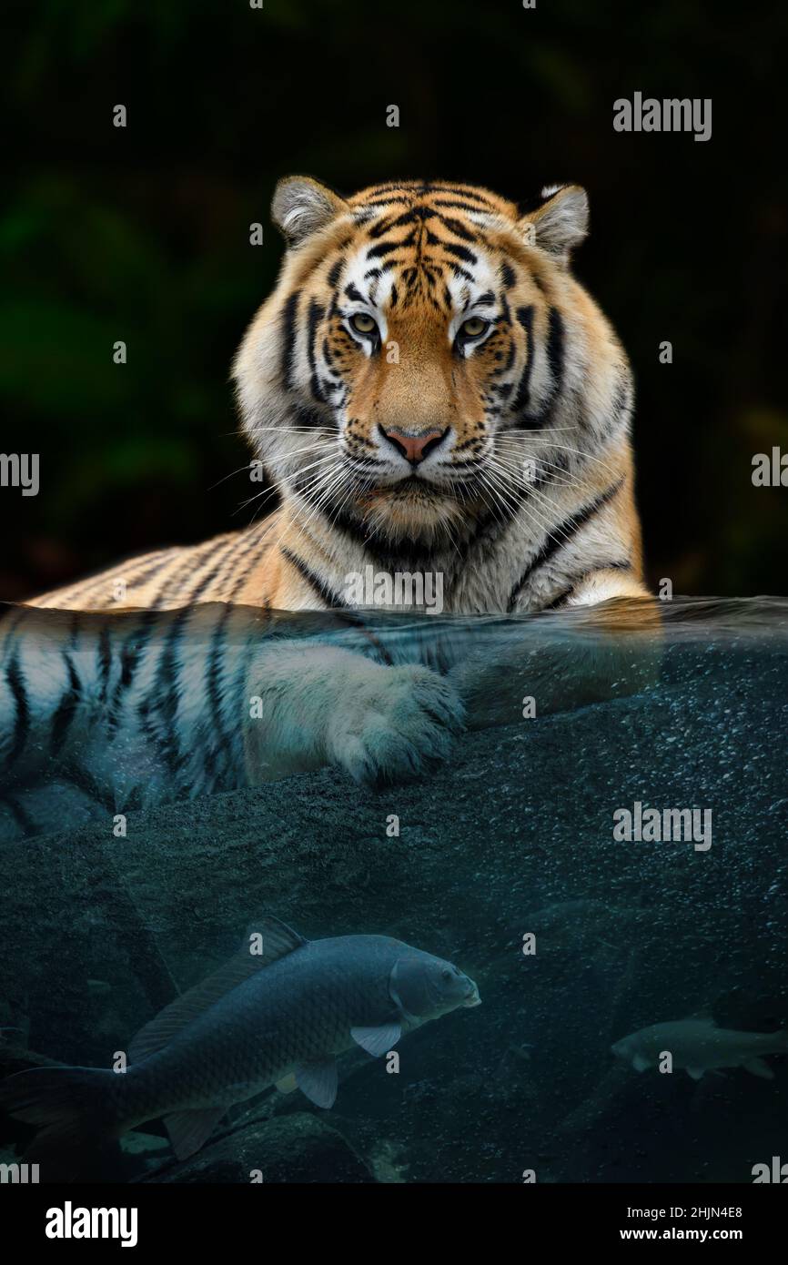 Portrait tiger half in the water. Underwater world with fish and bubbles. Surreal concept art Stock Photo