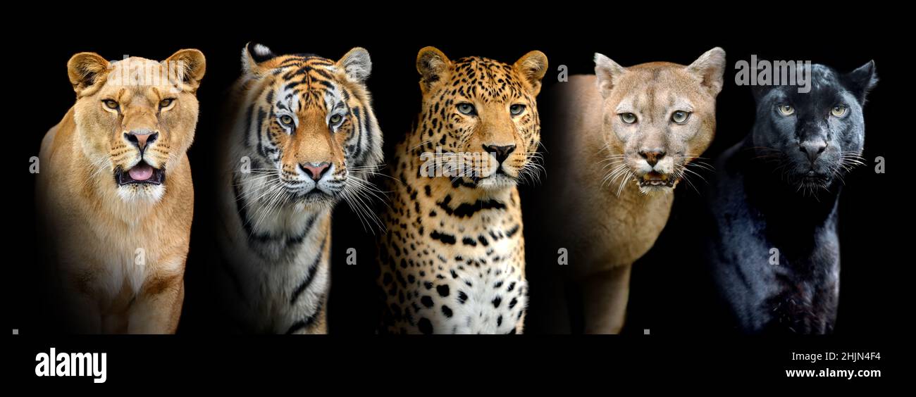 Close portrait big wild cats (lion, tiger, leopard, puma) on black  background Stock Photo - Alamy