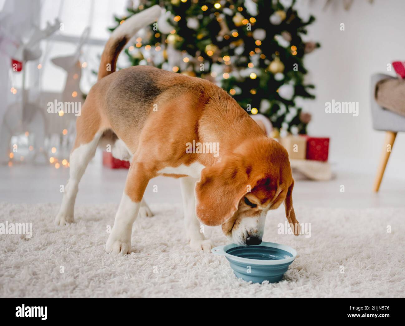 https://c8.alamy.com/comp/2HJN576/beagle-dog-in-christmas-time-2HJN576.jpg