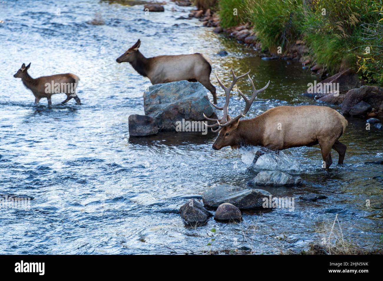 Mountain elks in a river Stock Photo