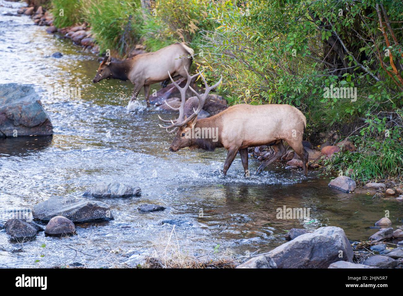 Closeup of two deer walking into the foaming river among rocks Stock Photo