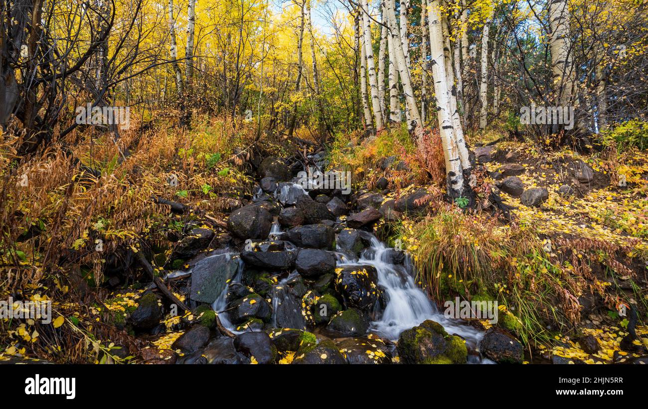 Scenic view of a tiny waterfall flowing down the rocks in a forest ...