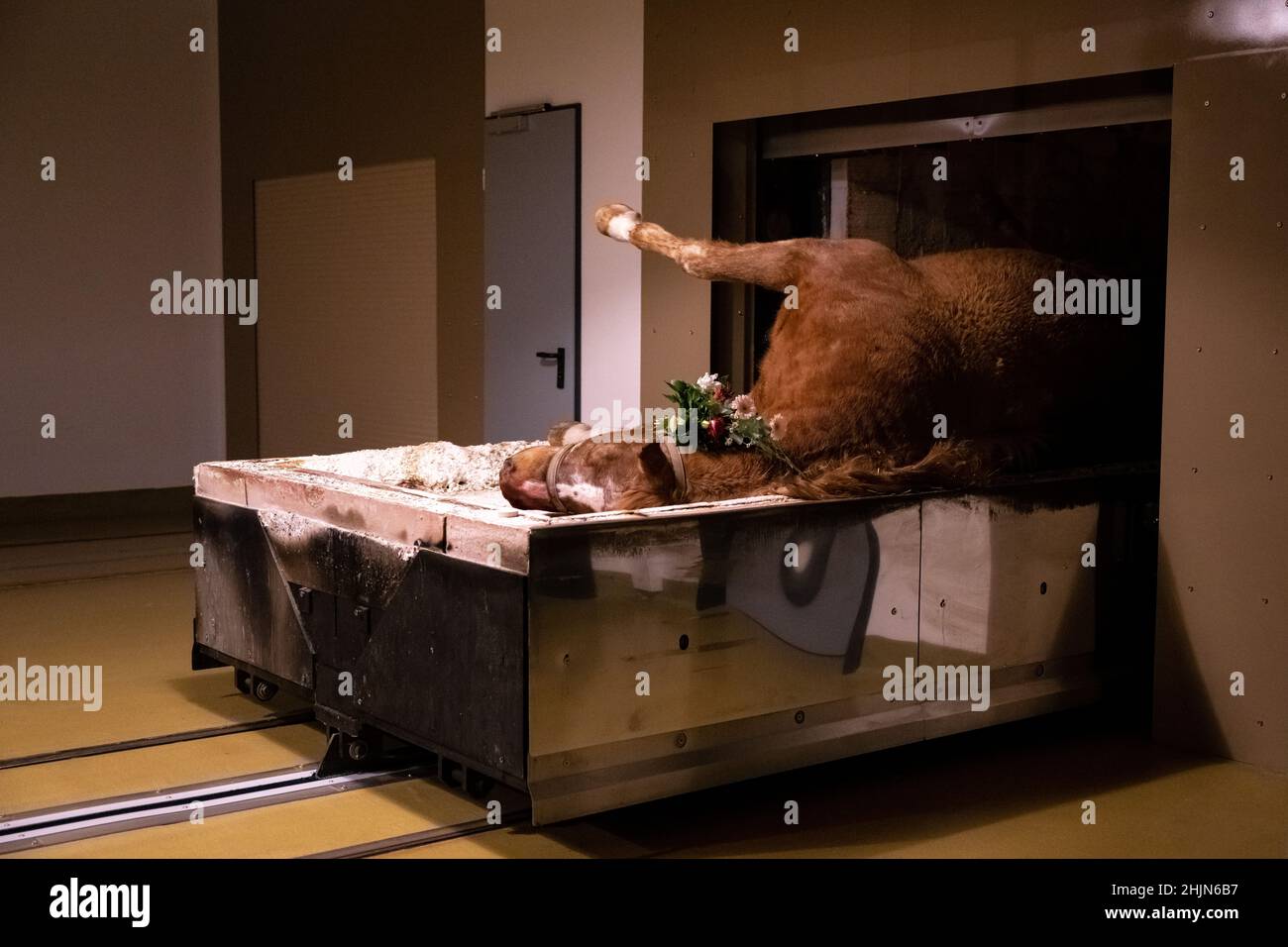 25 January 2022, Lower Saxony, Blender: A deceased horse lies on the hearth  cart at the 