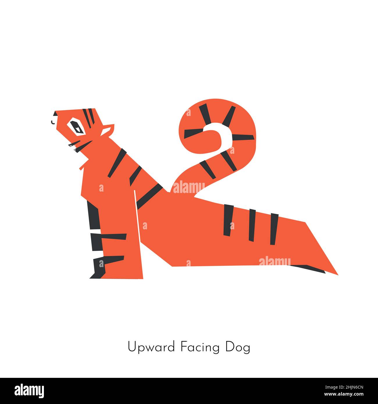 Vector flat isolated illustration with sportive animal character. Chinese tiger learns relaxing posture and does Upward Facing Dog pose at yoga class. Stock Vector