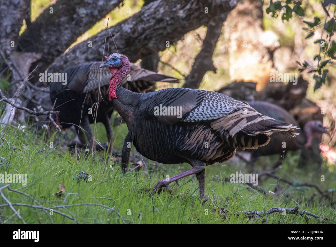 A flock of wild turkeys (Meleagris gallopavo) in Olompali historic