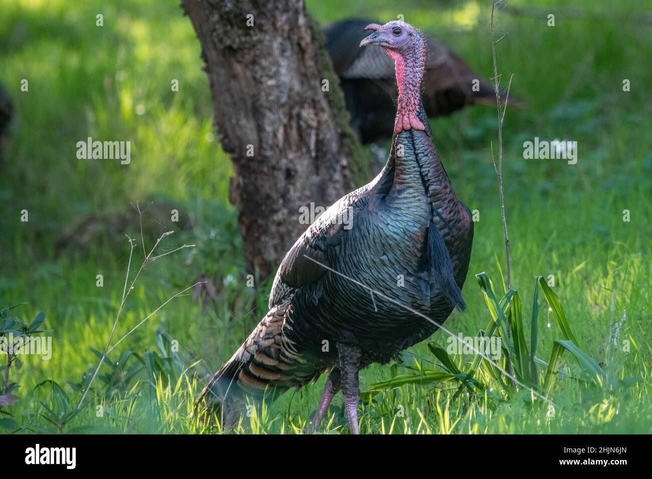 An alert wild turkey (Meleagris gallopavo)looking around in Olompali ...