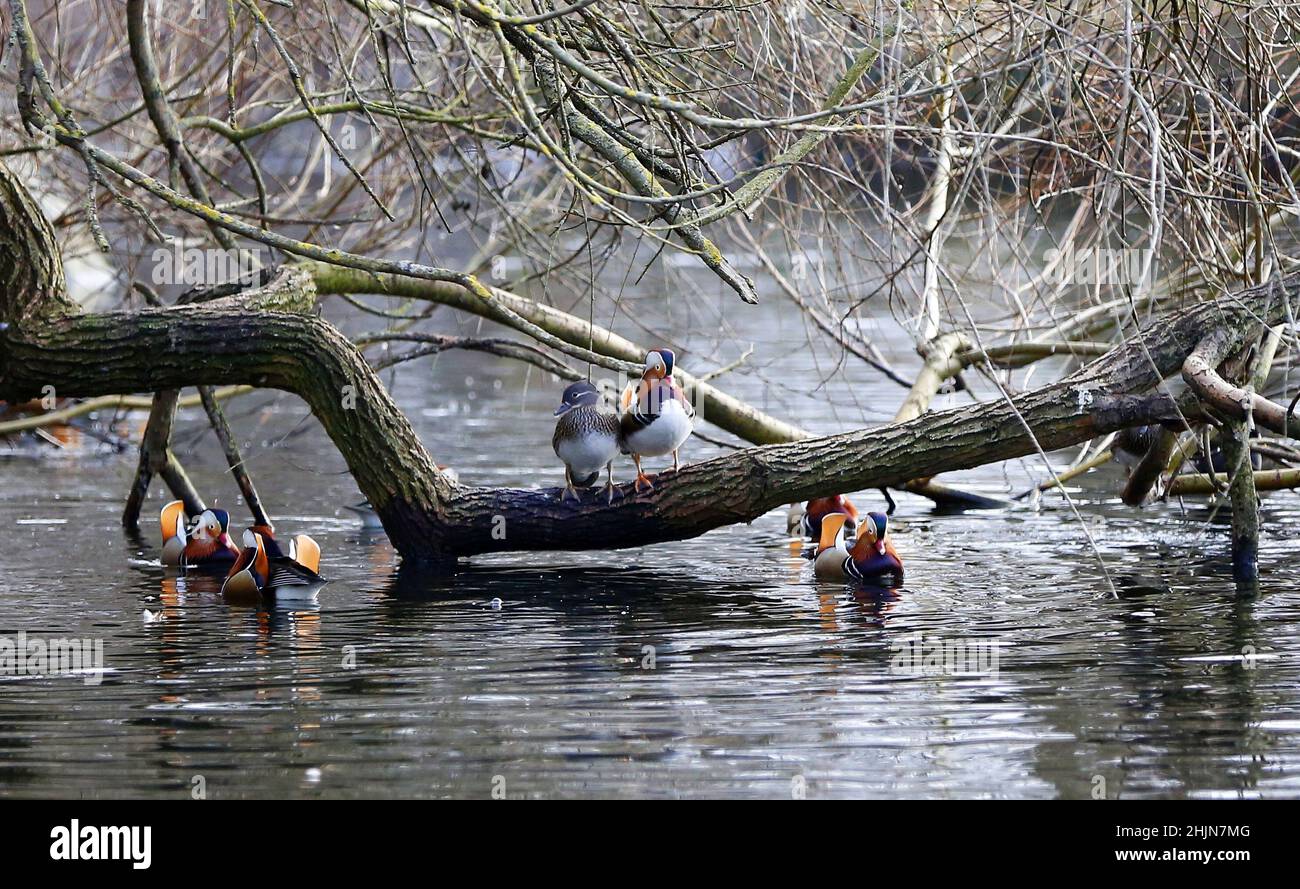 Berlin, Germany. 30th Jan, 2022. Berlin: Mandarin ducks in the pond in Stadtpark Steglitz in Berlin's Steglitz district (Photo by Simone Kuhlmey/Pacific Press) Credit: Pacific Press Media Production Corp./Alamy Live News Stock Photo