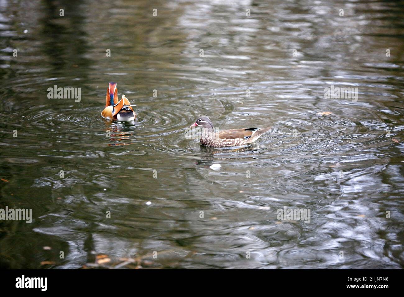 Berlin, Germany. 30th Jan, 2022. Berlin: Mandarin ducks in the pond in Stadtpark Steglitz in Berlin's Steglitz district (Photo by Simone Kuhlmey/Pacific Press) Credit: Pacific Press Media Production Corp./Alamy Live News Stock Photo