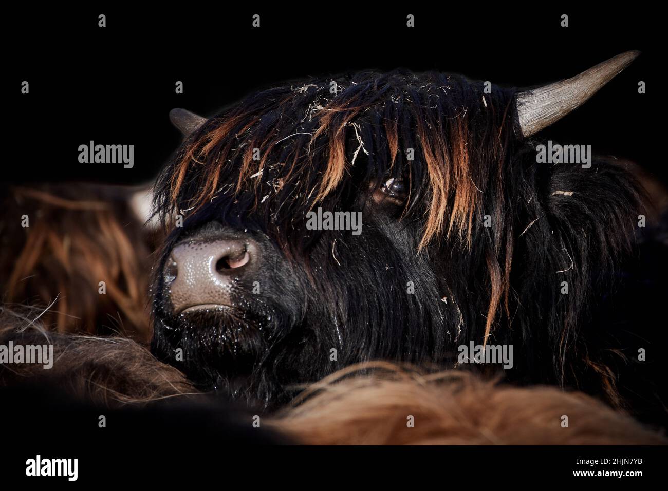 Close-up of a black Highland cow calf (Bos taurus taurus) isolated on black background. Stock Photo