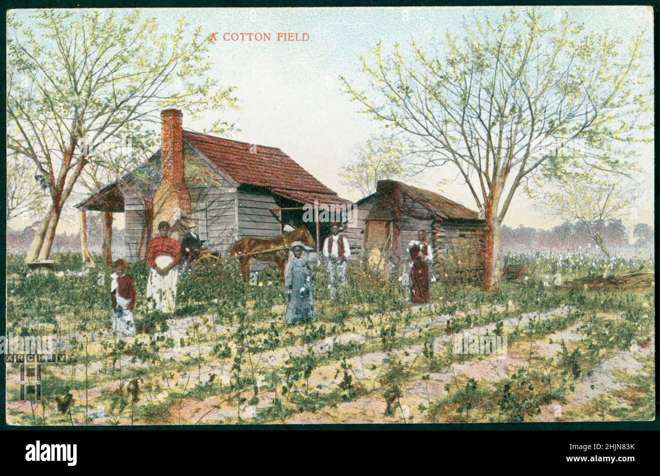 Cotton Field, USA, 1910er Stock Photo